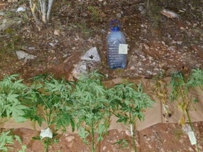 Uhapšen dok je zalivao zasad indijske konoplje