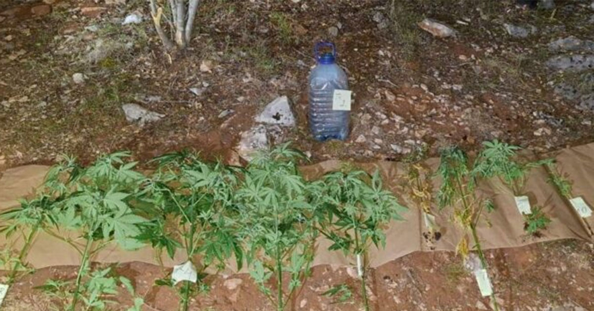 Uhapšen dok je zalivao zasad indijske konoplje