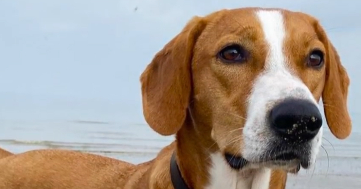 Pas ugrizao muškarca, osumnjičena vlasnica