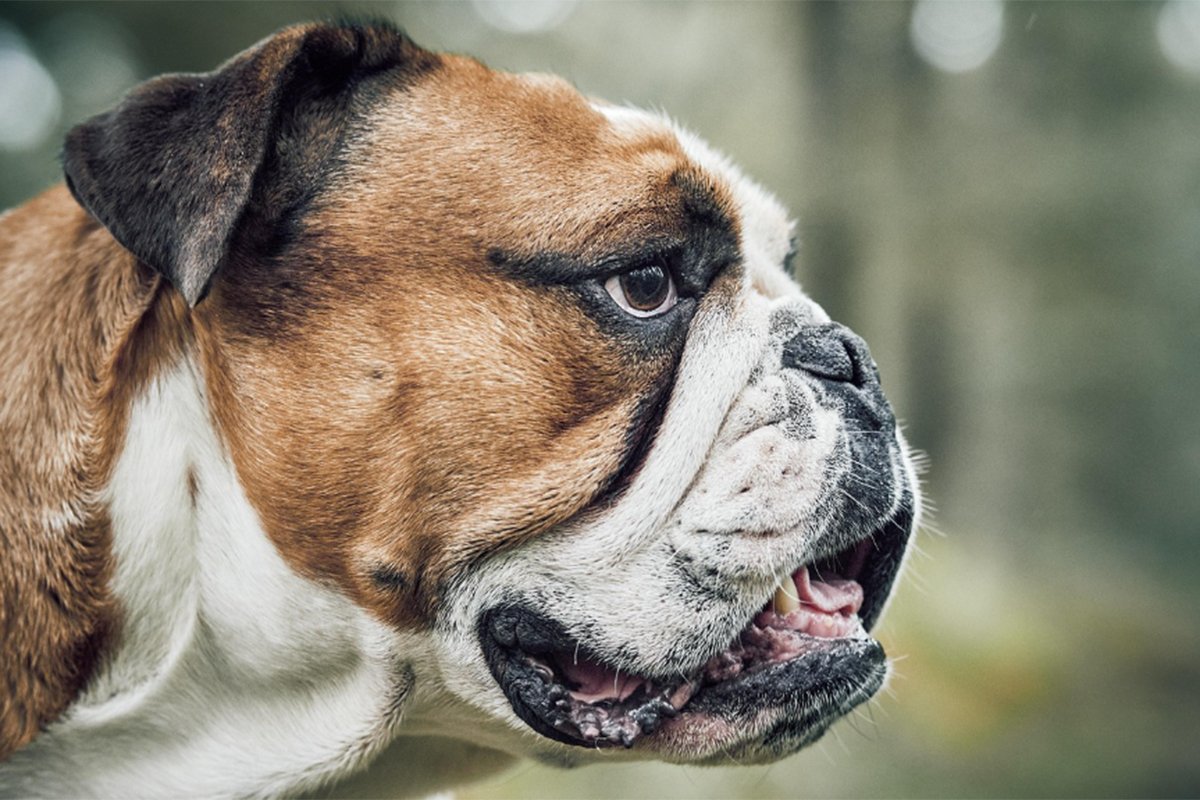 Pas u Goraždu napao dječaka (8), nanio mu povrede po glavi i tijelu